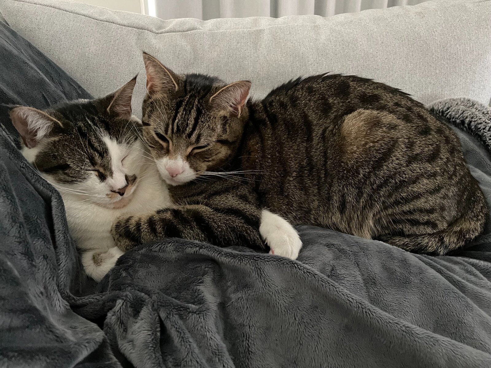 Sugar and Pepper resting together